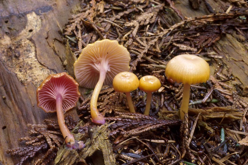 Chromosera cyanophylla